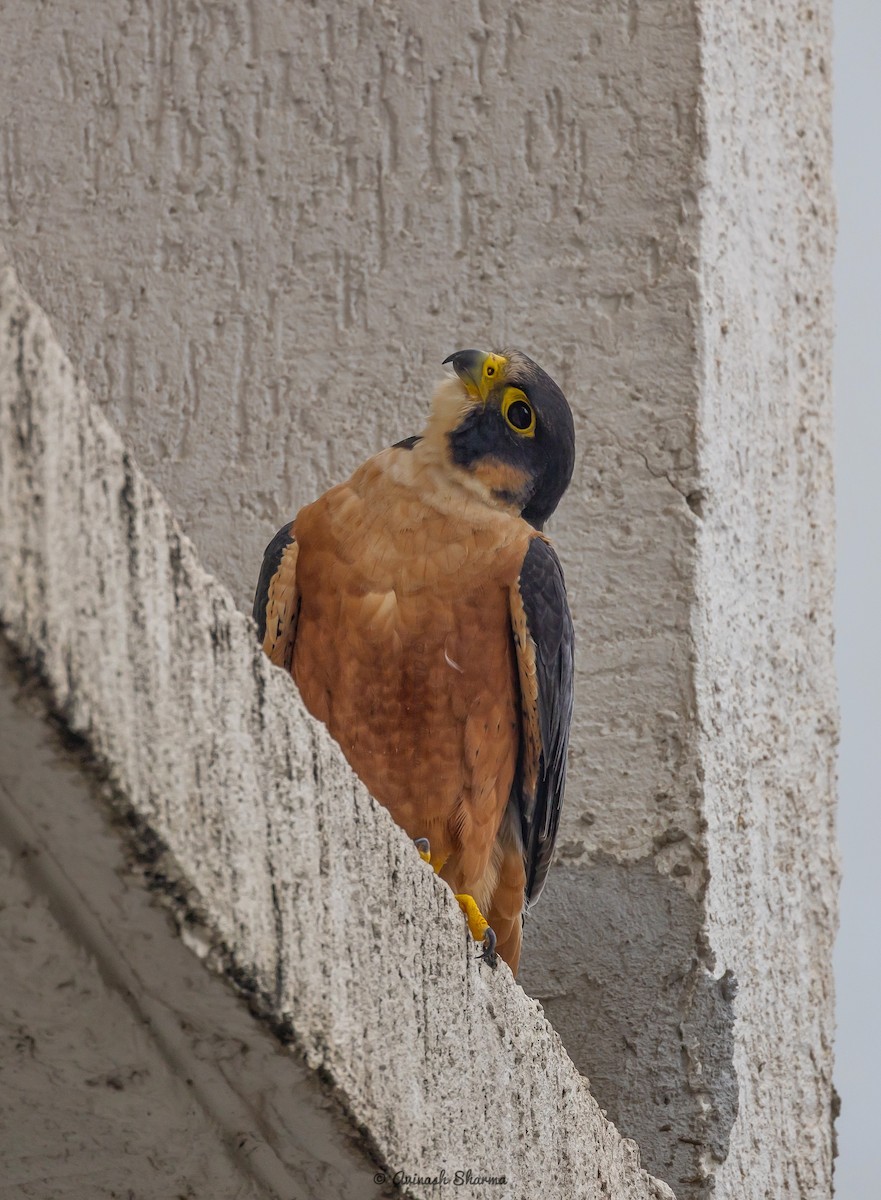 Peregrine Falcon (Shaheen) - ML640707479