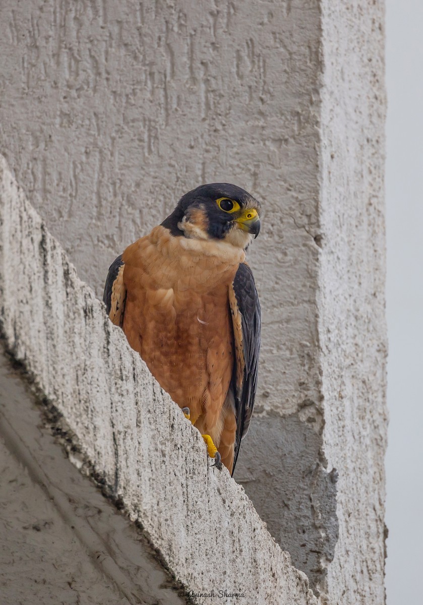 Peregrine Falcon (Shaheen) - ML640707481