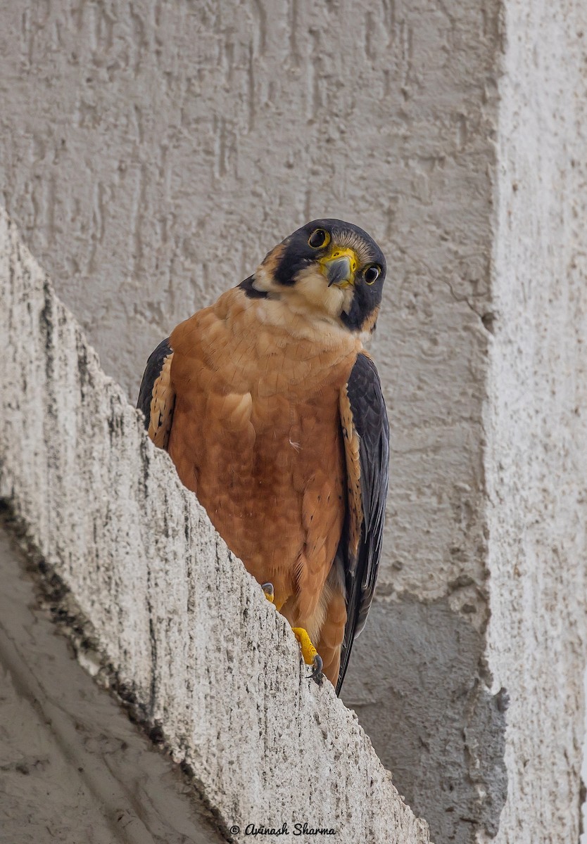 Peregrine Falcon (Shaheen) - ML640707482