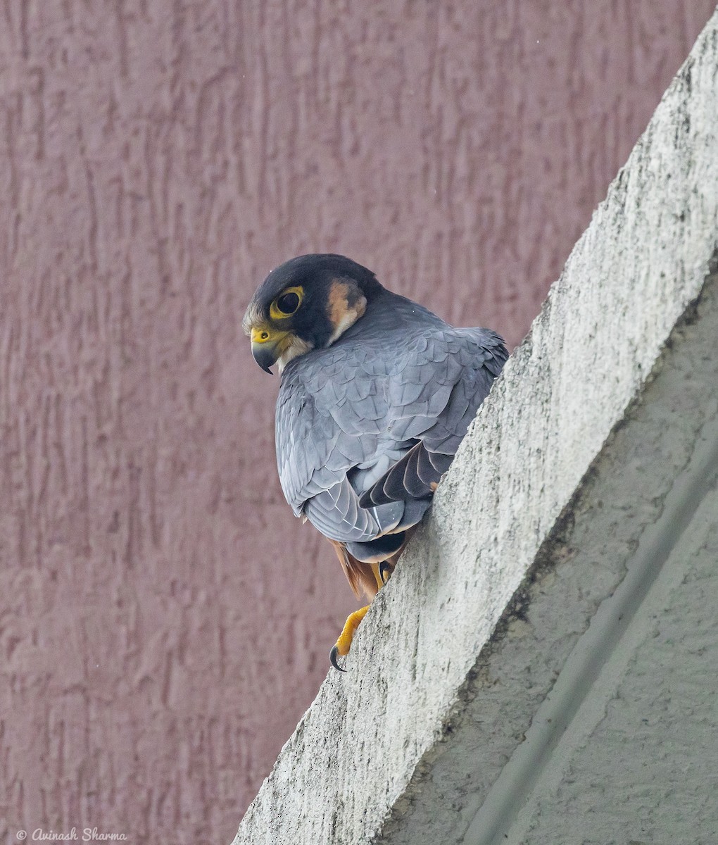 Peregrine Falcon (Shaheen) - ML640707483