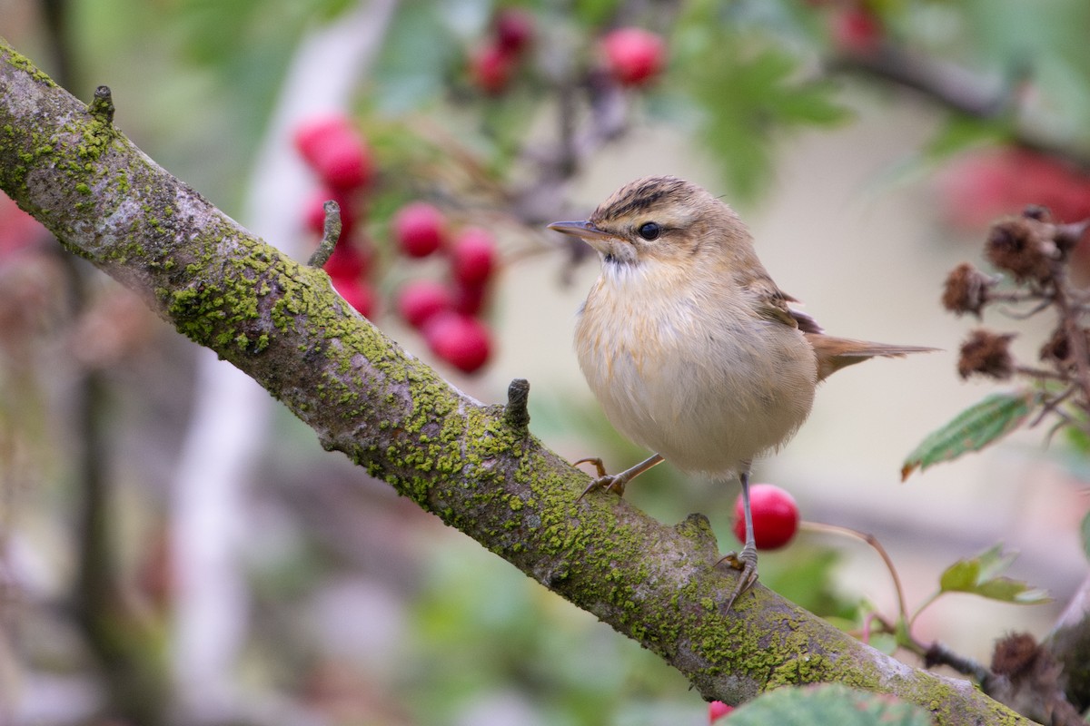 Sedge Warbler - ML640707484