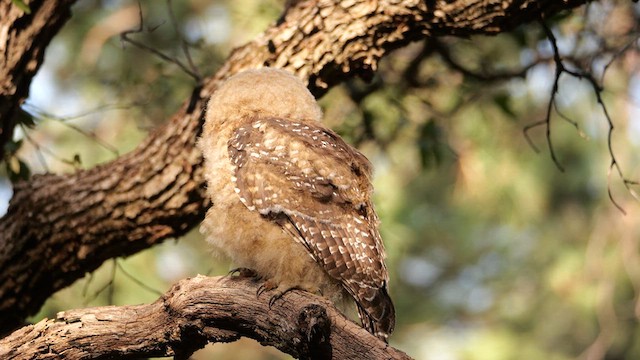 Spotted Owl (Mexican) - ML640707496