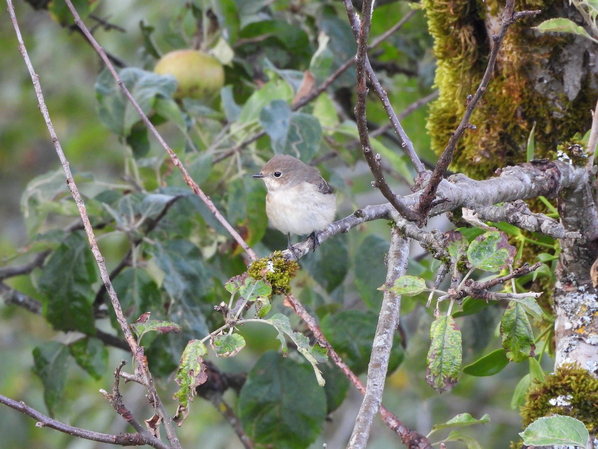 European Pied Flycatcher - ML640707537