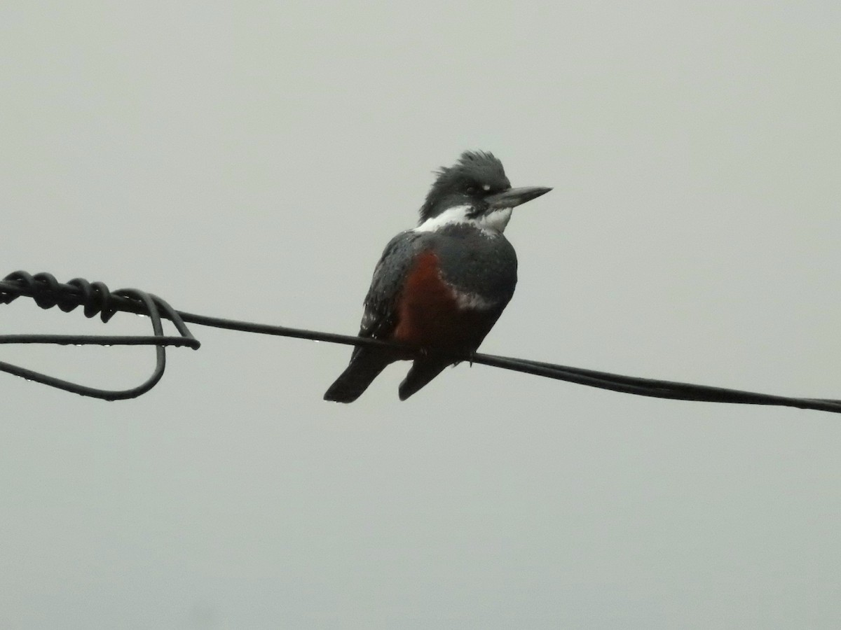 Ringed Kingfisher - ML640707546