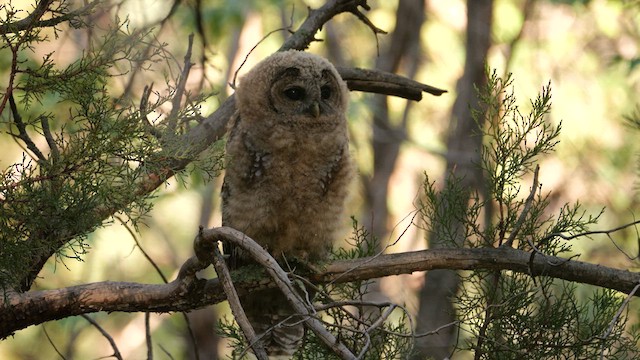Spotted Owl (Mexican) - ML640707565