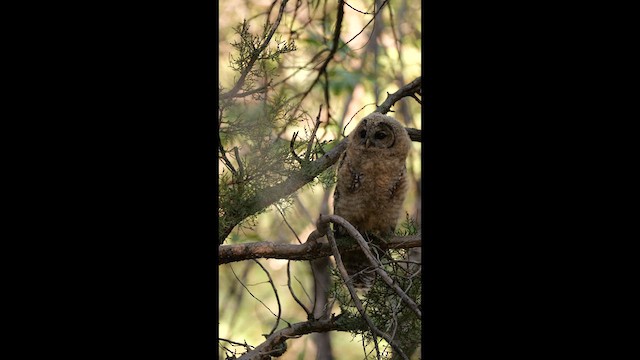 Spotted Owl (Mexican) - ML640707568
