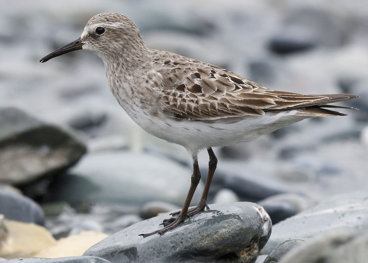 White-rumped Sandpiper - ML640707600