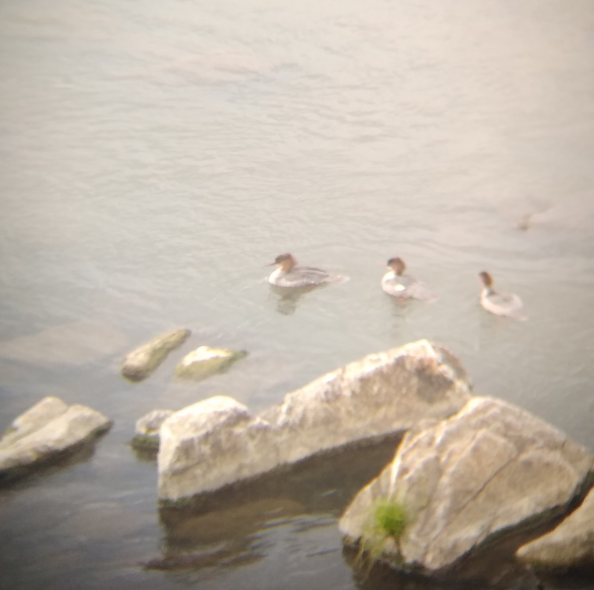 Common Merganser - ML640707611