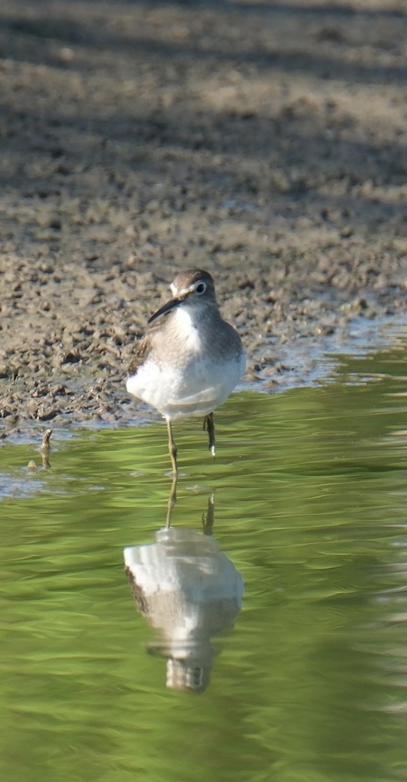 Solitary Sandpiper - ML640707630