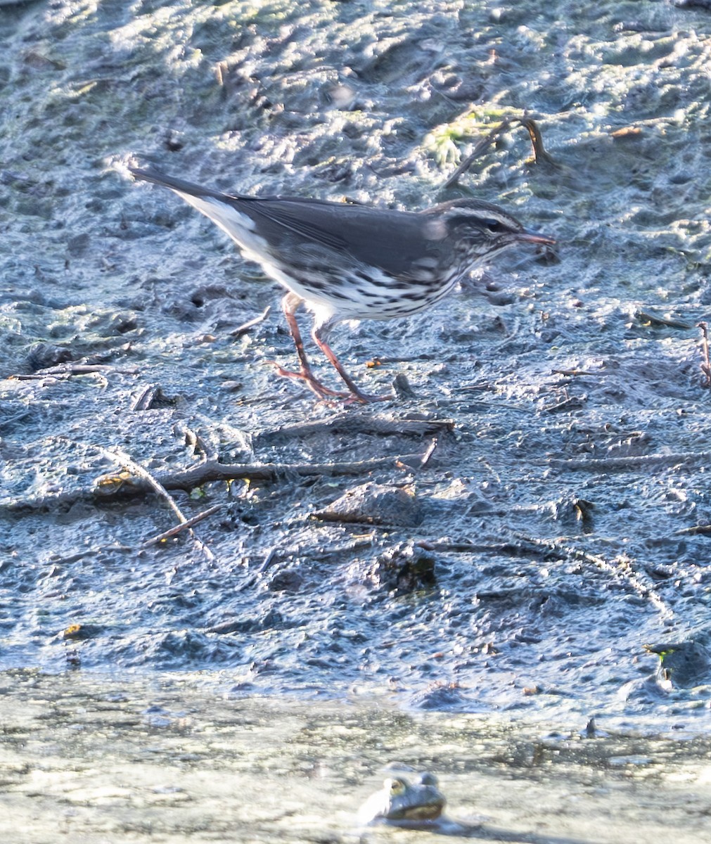 Northern Waterthrush - ML640707718