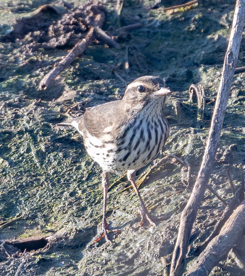 Northern Waterthrush - ML640707719
