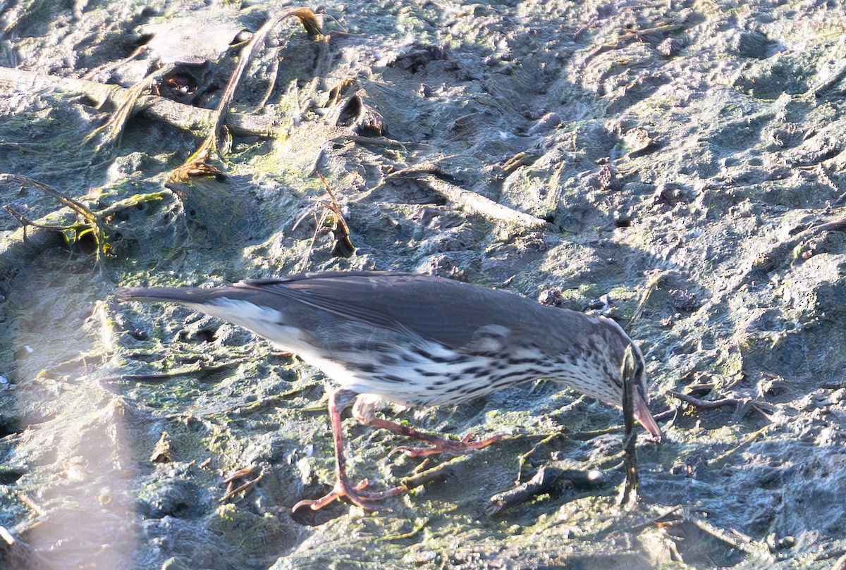 Northern Waterthrush - ML640707720