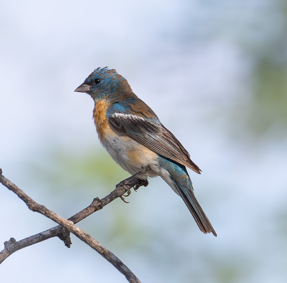 Lazuli Bunting - ML640707733
