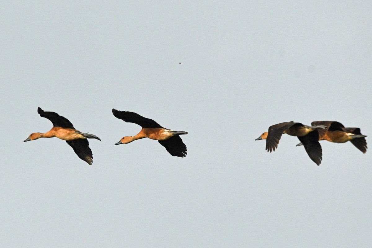 Fulvous Whistling-Duck - ML640707739
