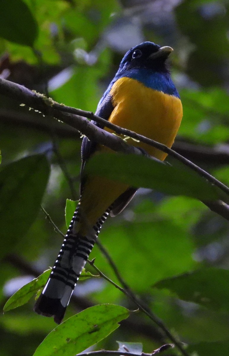 trogon modroocasý - ML640707745