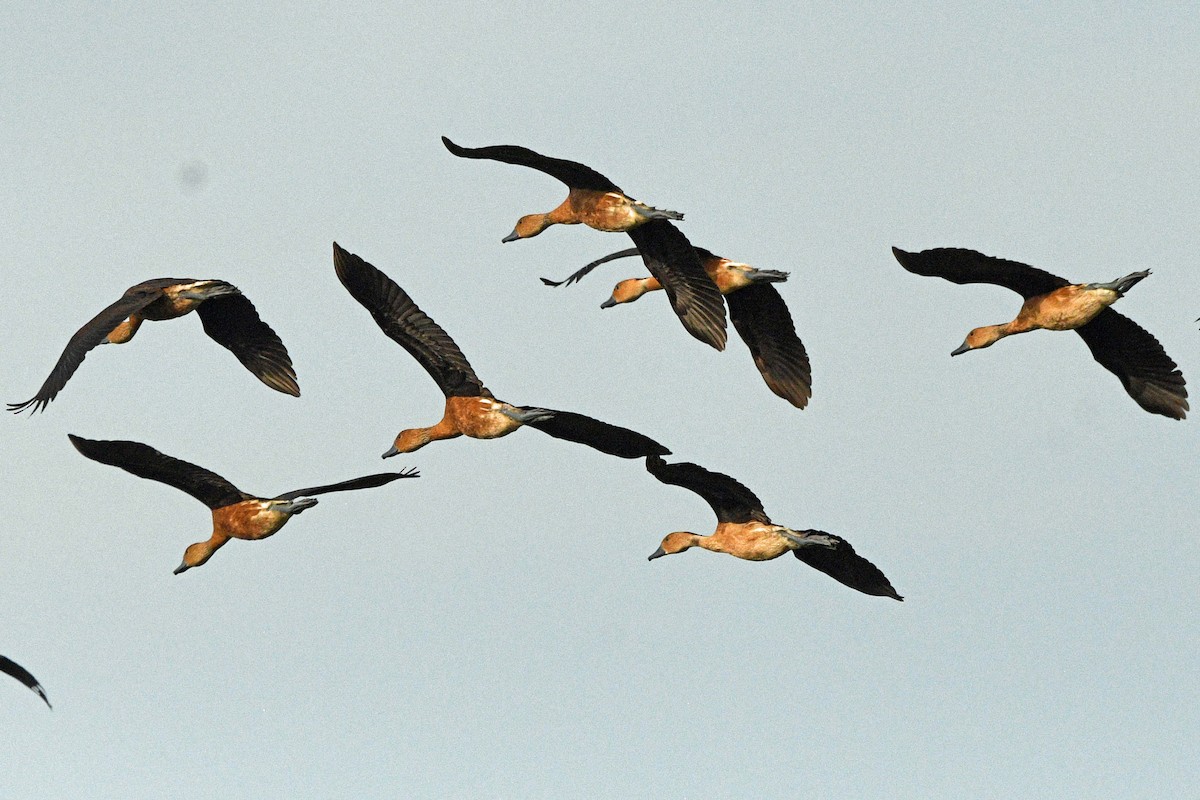 Fulvous Whistling-Duck - ML640707754