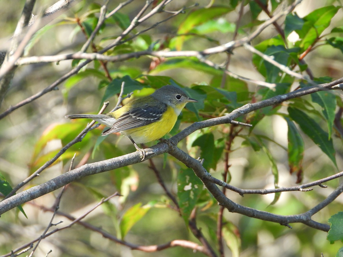 Magnolia Warbler - ML640707776