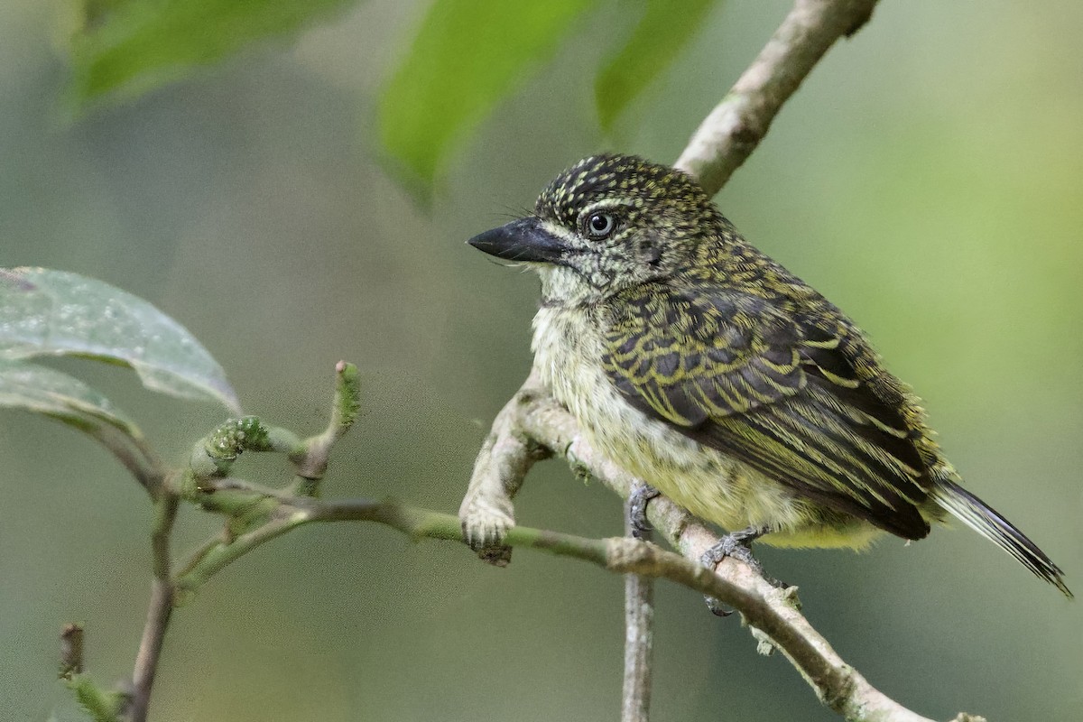 Speckled Tinkerbird - ML640707779
