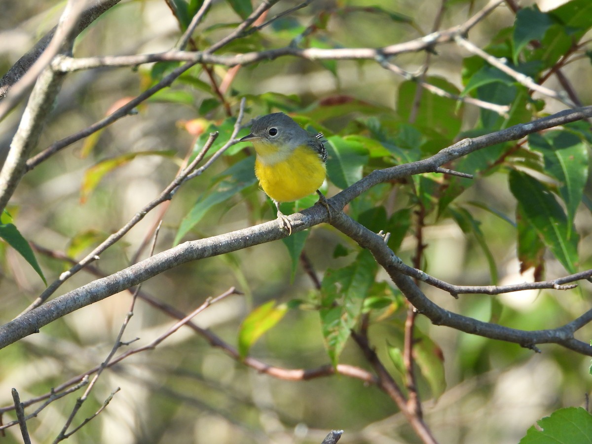 Magnolia Warbler - ML640707782