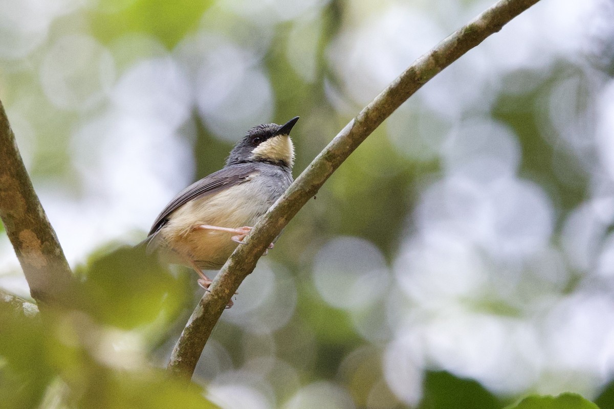 White-chinned Prinia - ML640707789