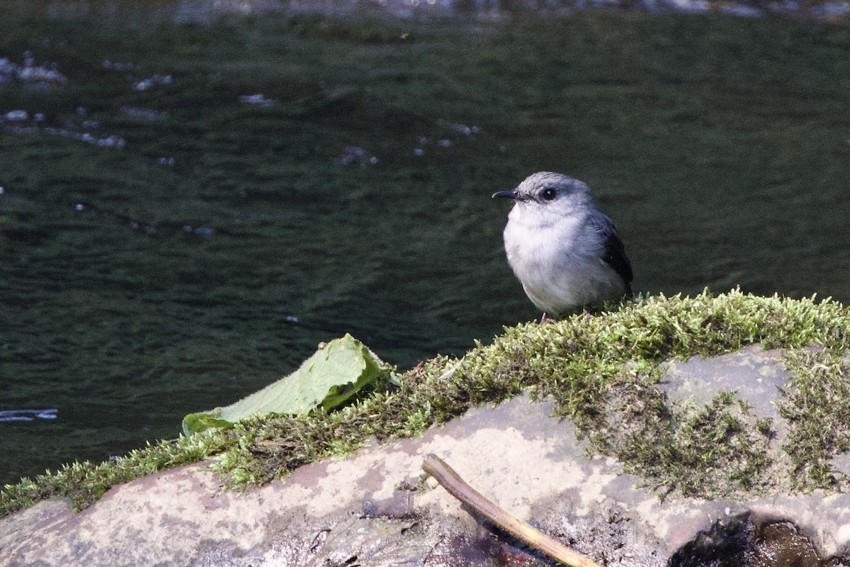 Cassin's Flycatcher - ML640707833