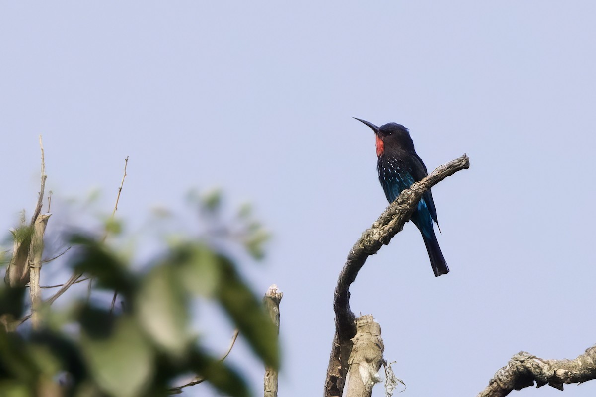 Black Bee-eater - ML640707841