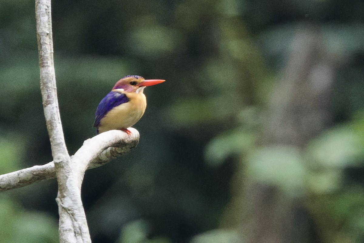 African Pygmy Kingfisher - ML640707899