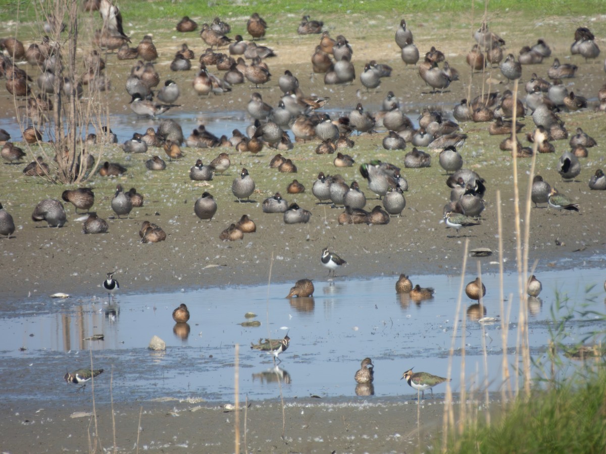 Falcated Duck - ML640707902
