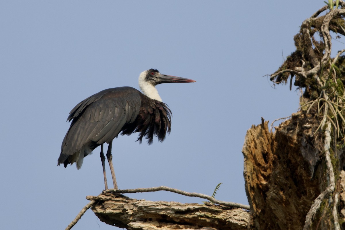 Cigogne à pattes noires - ML640707910