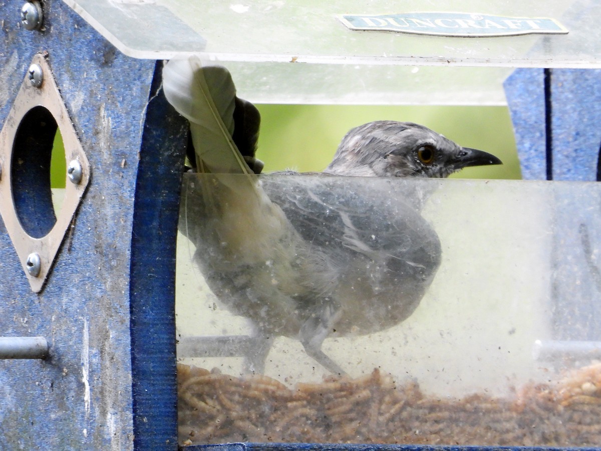 Northern Mockingbird - ML640707915