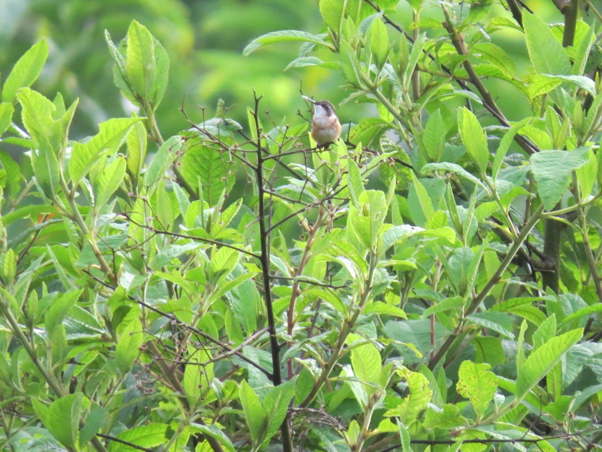 Magenta-throated Woodstar - ML640707937