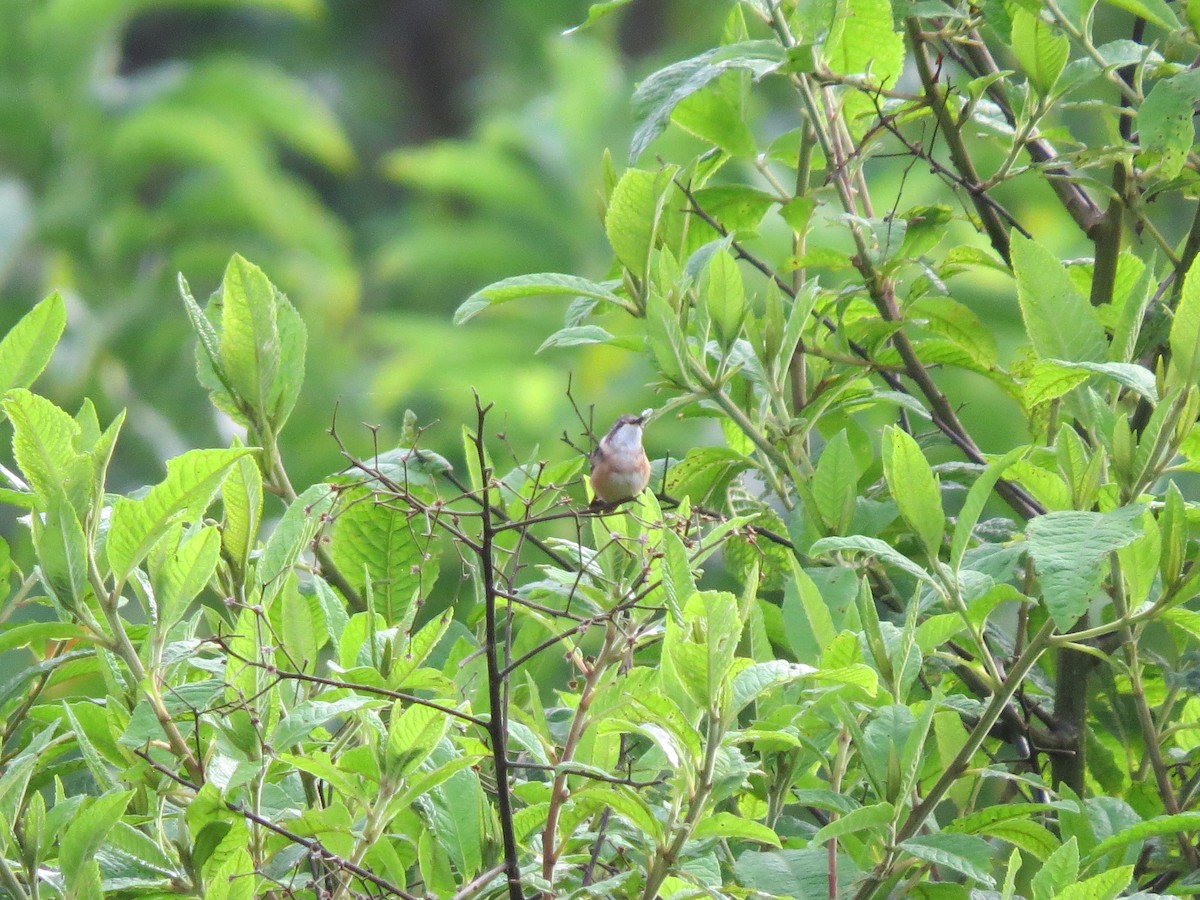 Magenta-throated Woodstar - ML640707952