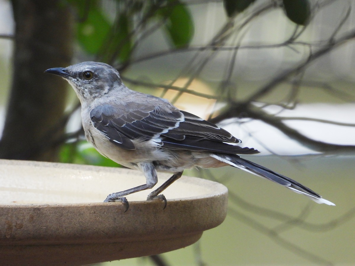 Northern Mockingbird - ML640707955