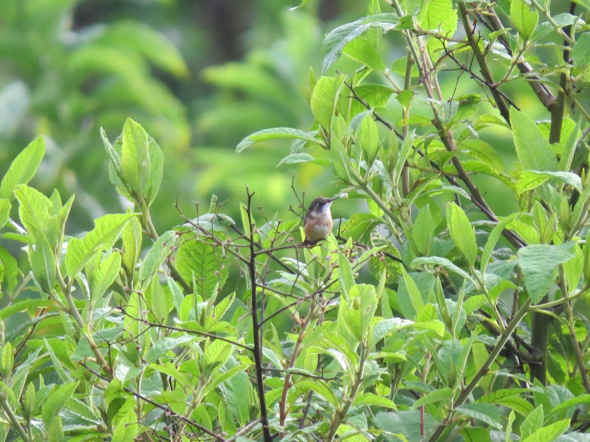 Magenta-throated Woodstar - ML640707960