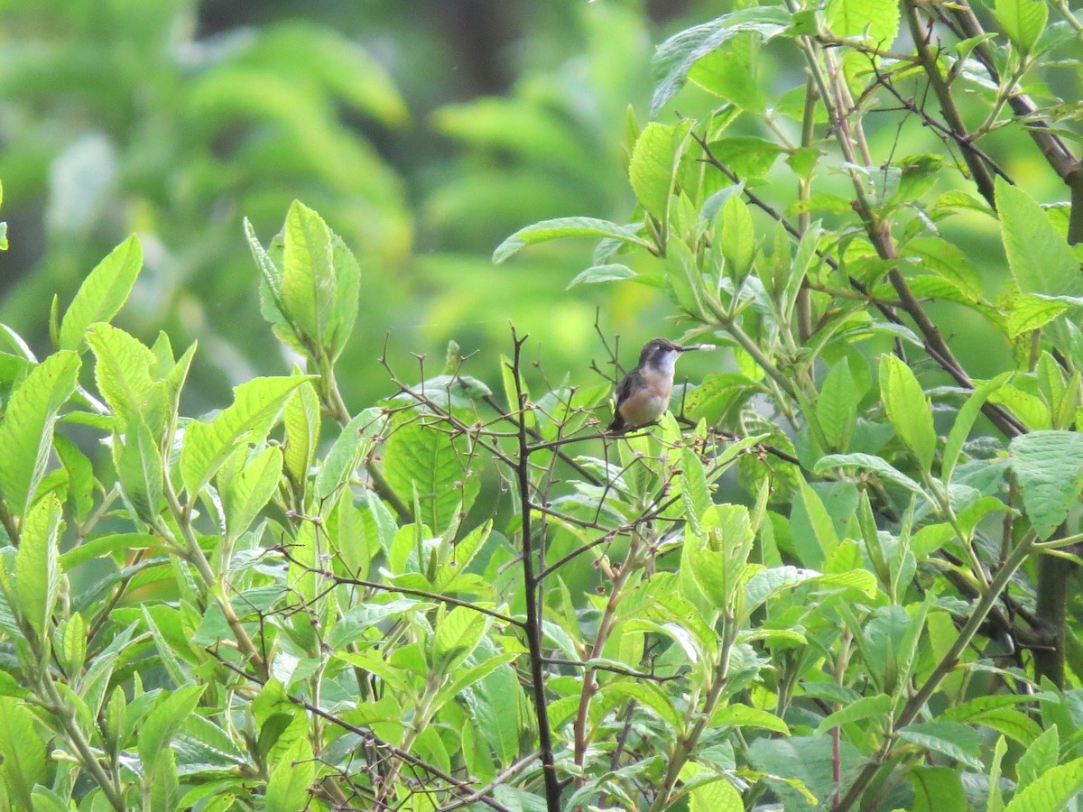 Magenta-throated Woodstar - ML640707965