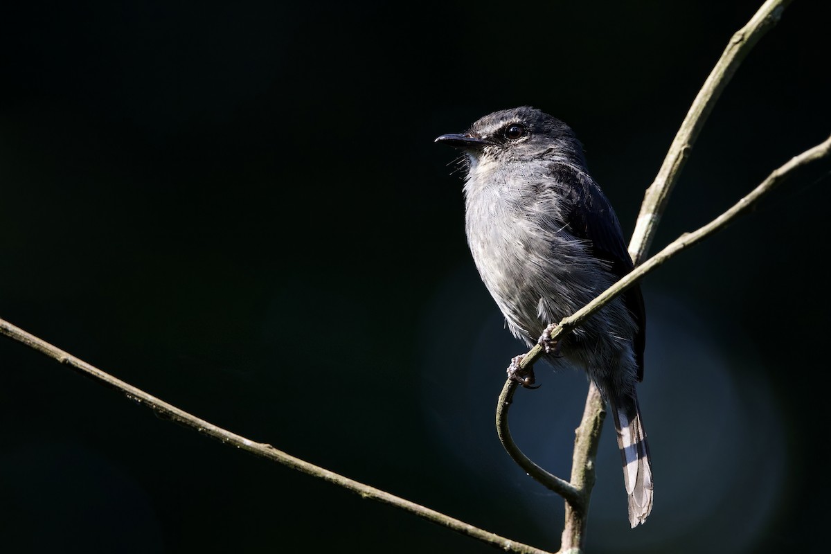 Dusky-blue Flycatcher - ML640707987