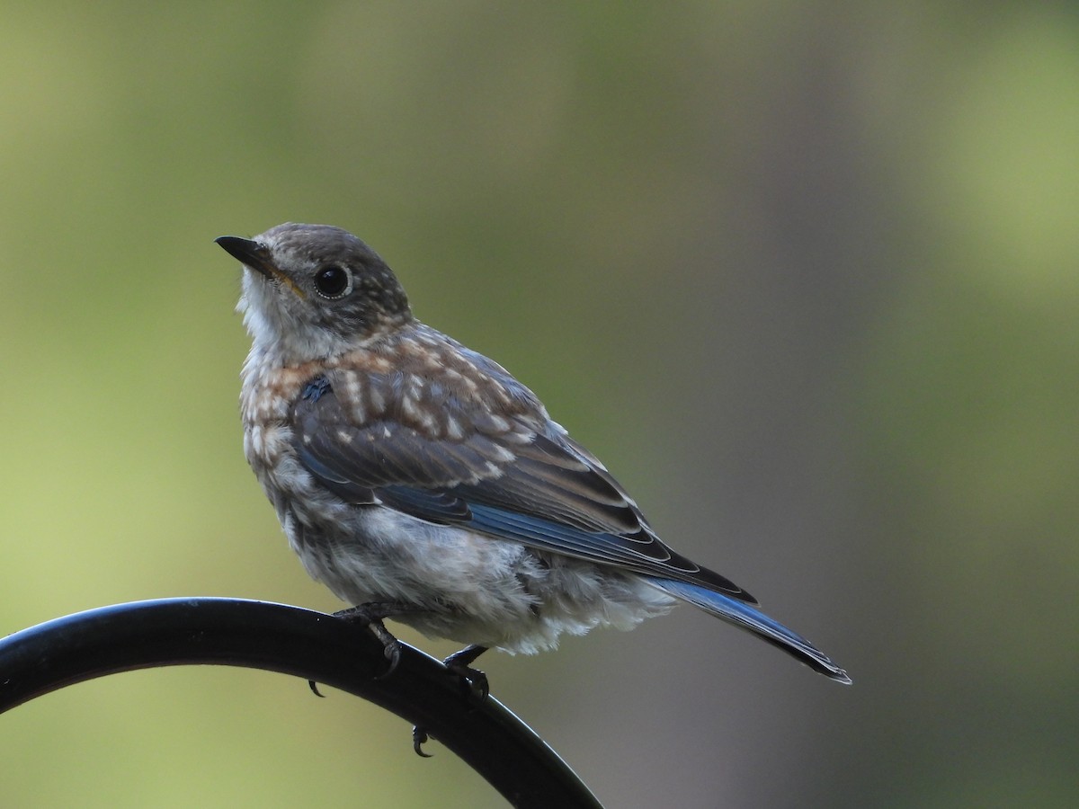 Eastern Bluebird (Eastern) - ML640707995
