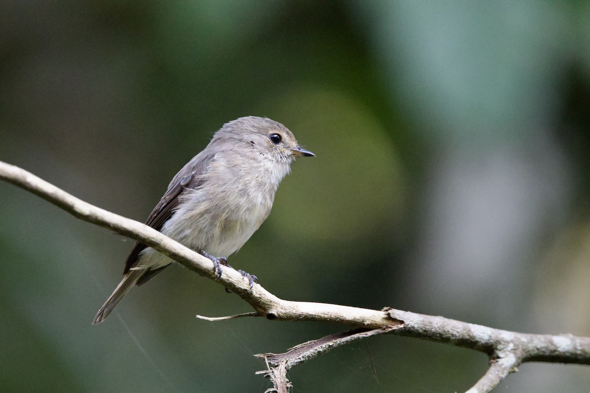African Dusky Flycatcher - ML640708006