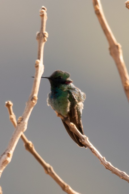 White-vented Violetear - ML640708008