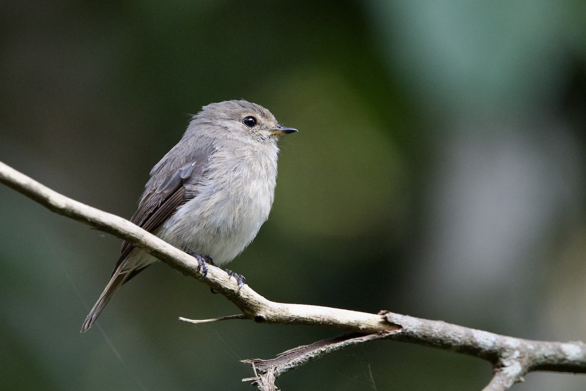 African Dusky Flycatcher - ML640708013