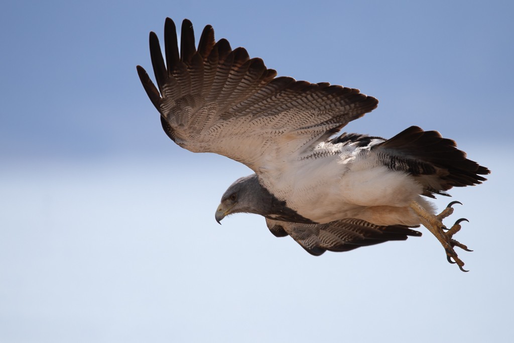 Black-chested Buzzard-Eagle - ML640708019