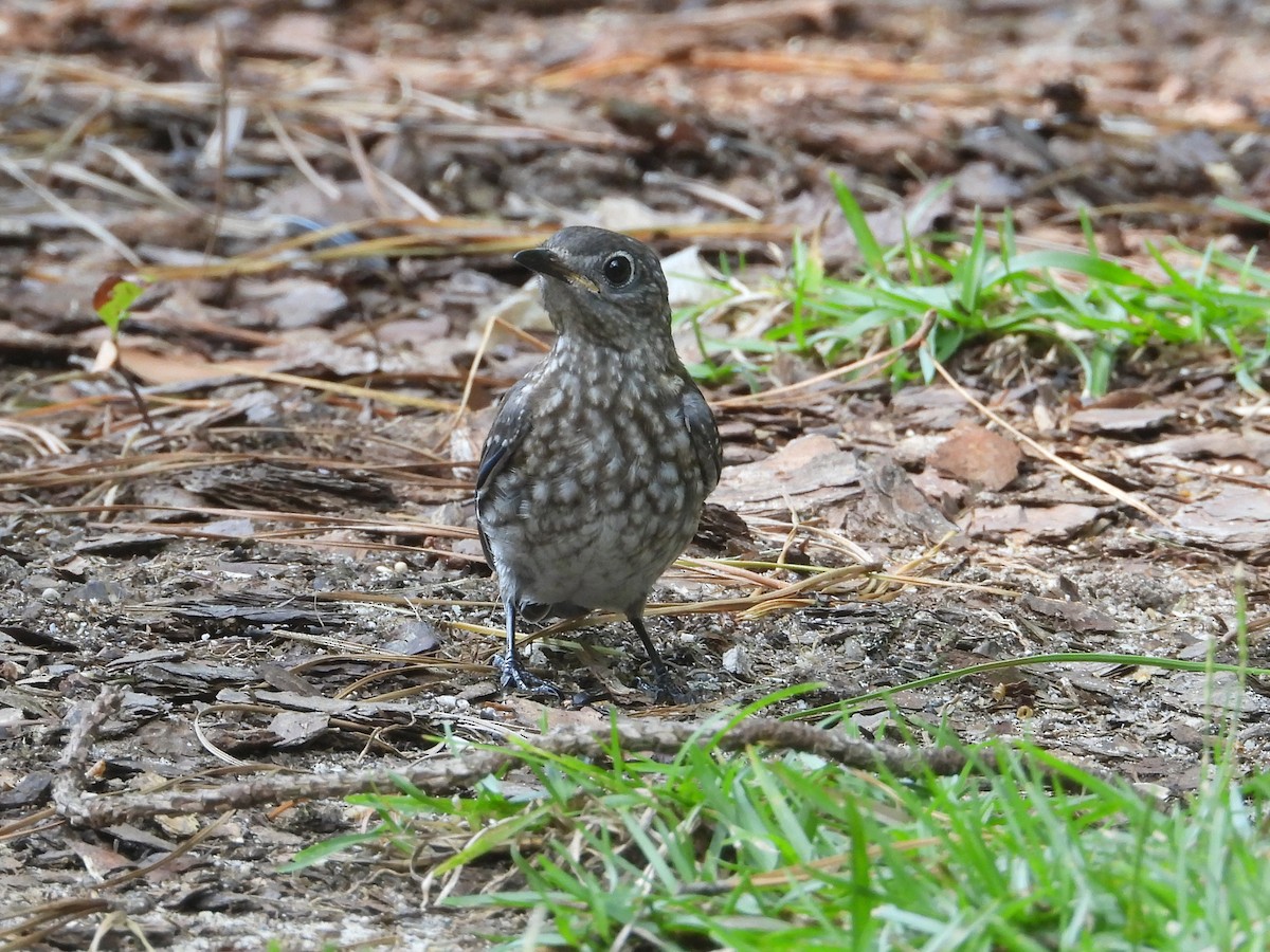 Eastern Bluebird (Eastern) - ML640708028