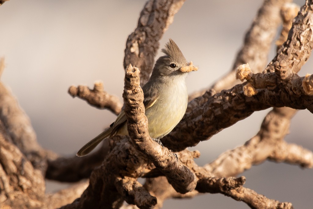 Plain-crested Elaenia - ML640708033