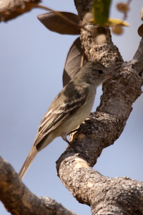 Lesser Elaenia - ML640708044