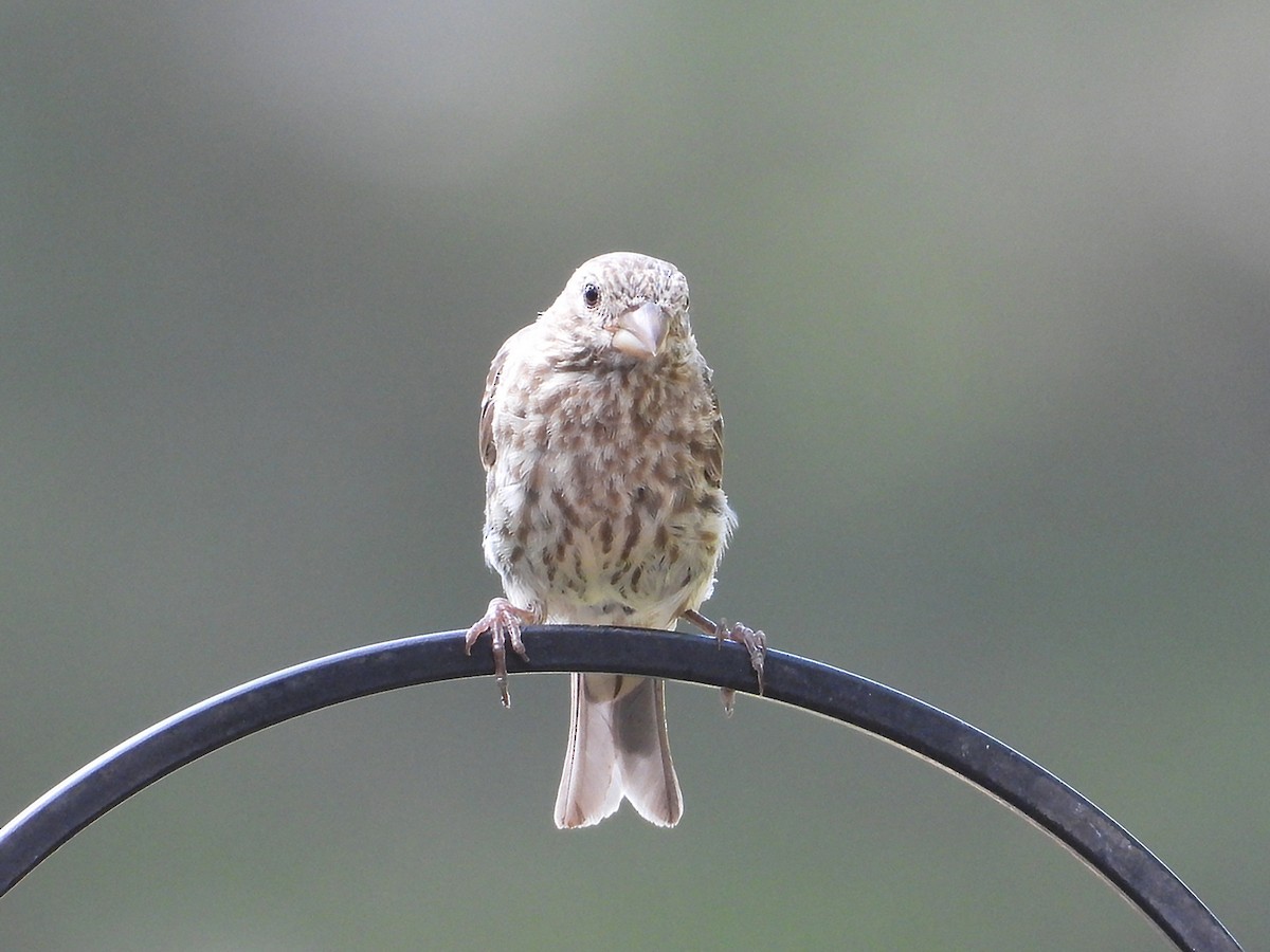 House Finch - ML640708046