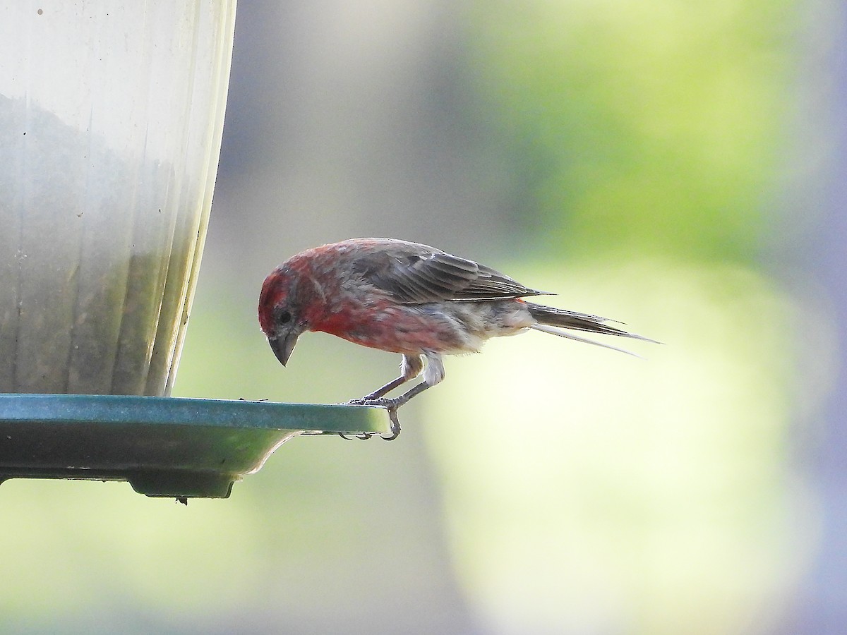 House Finch - ML640708055
