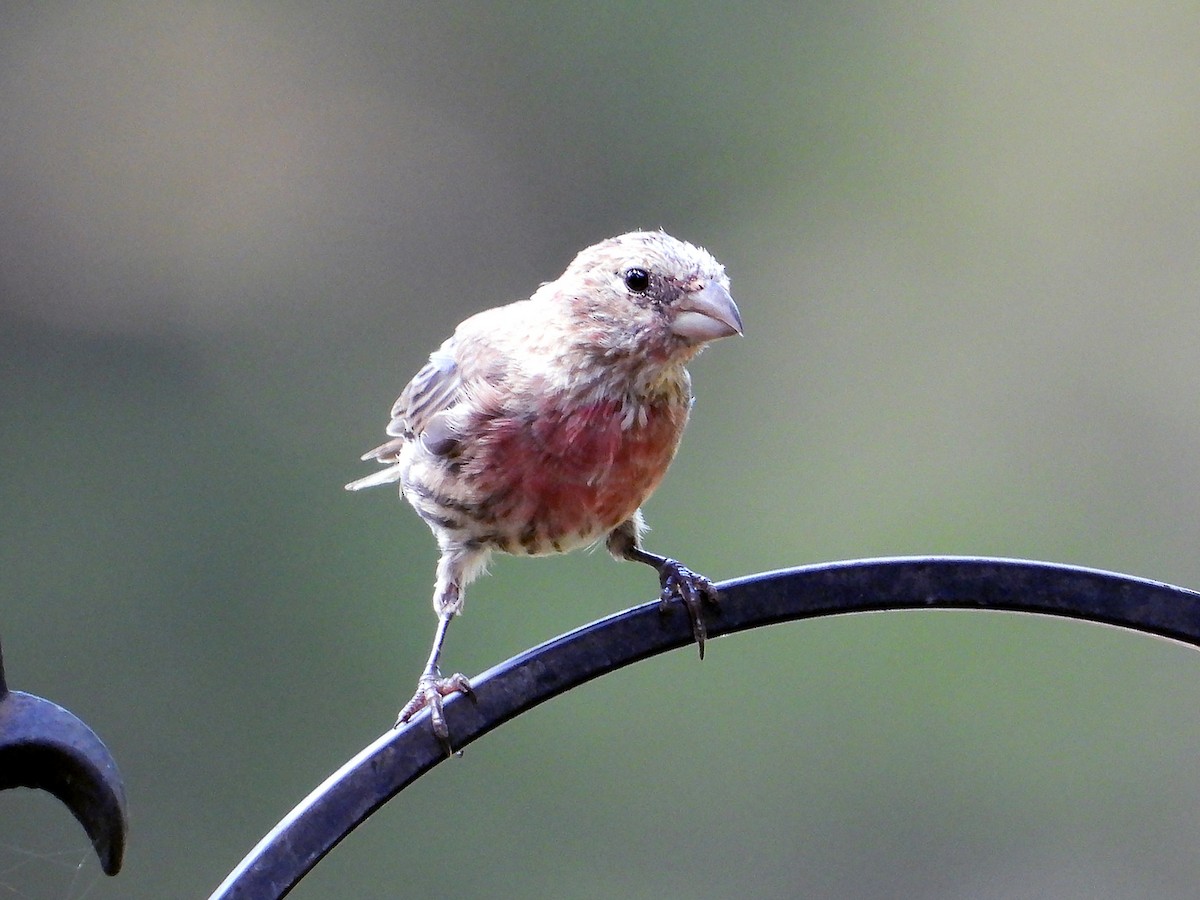 House Finch - ML640708059