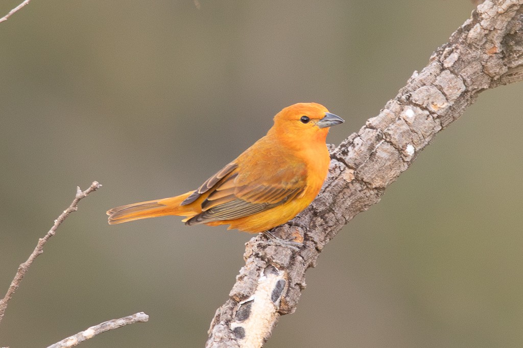 Hepatic Tanager - ML640708065