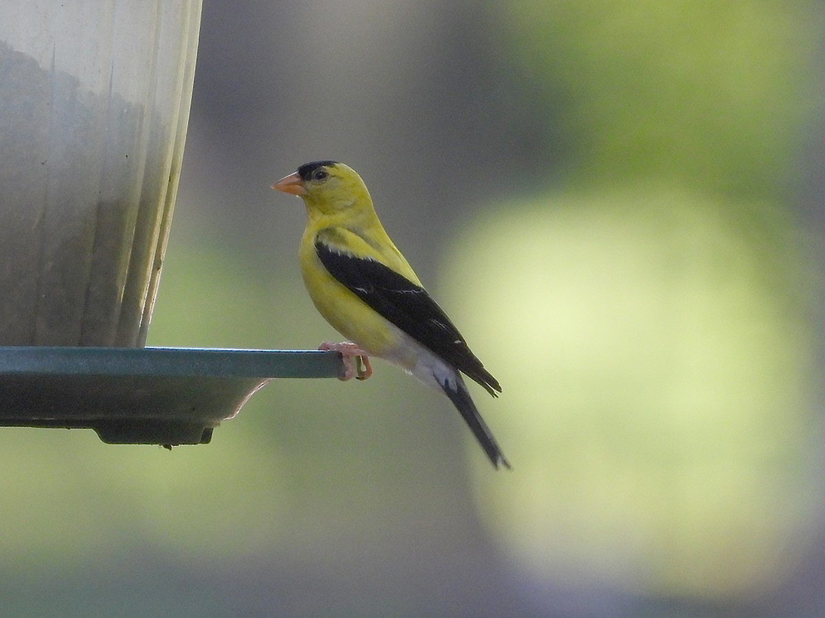 American Goldfinch - ML640708067
