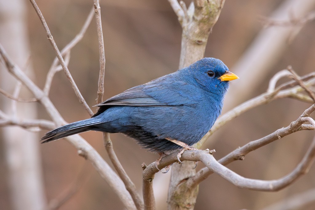 Blue Finch - ML640708071